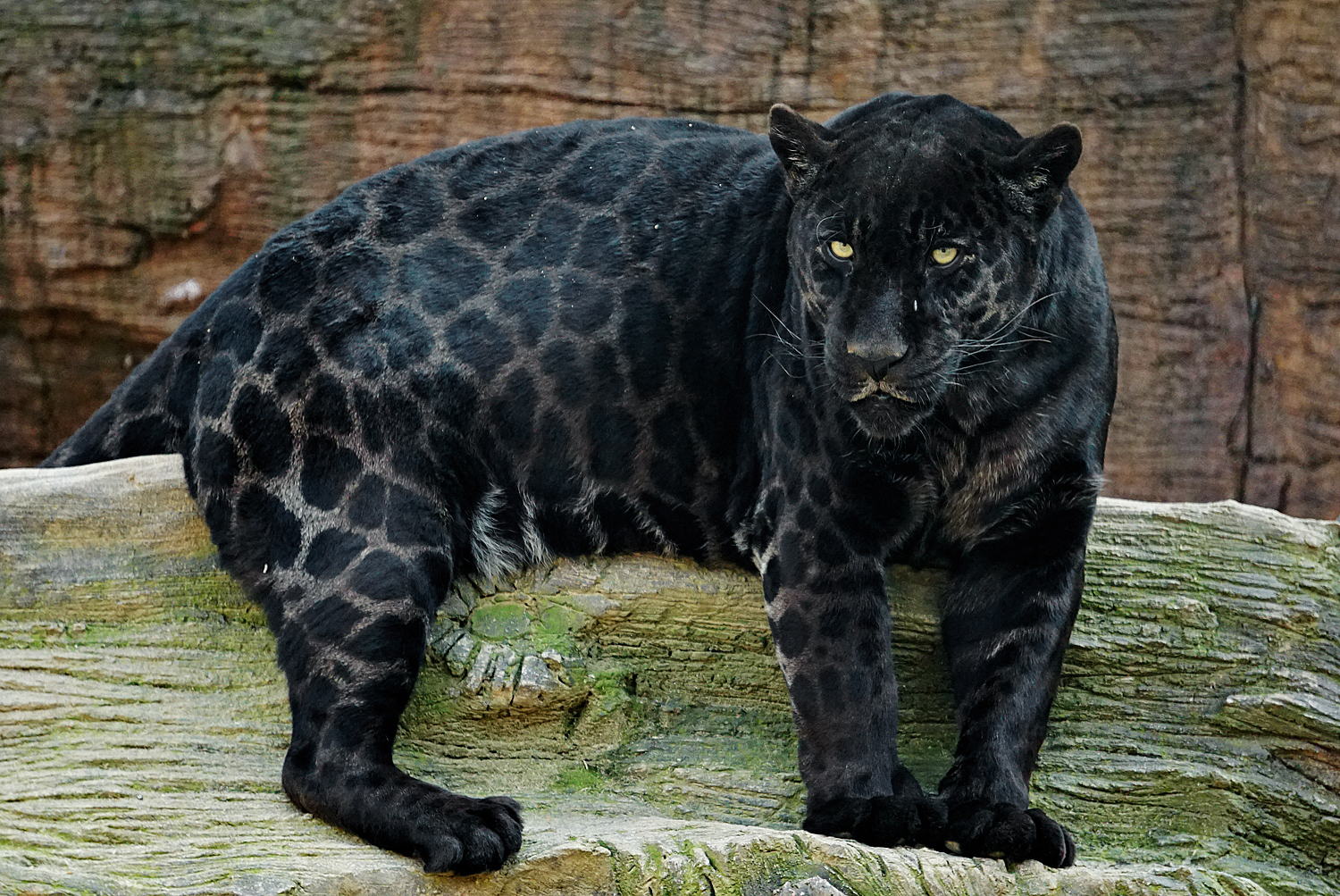 Jaguar