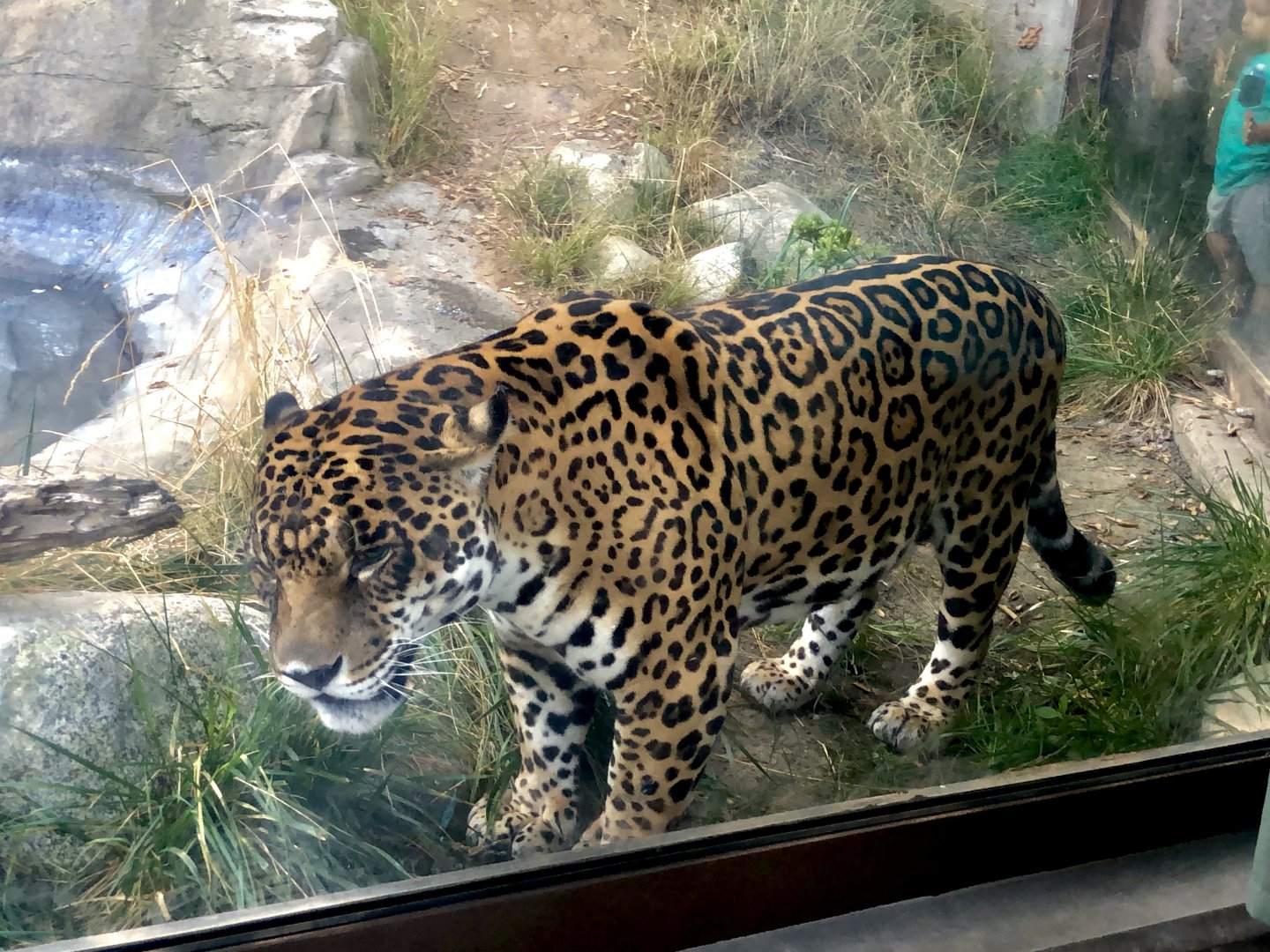 Jaguar