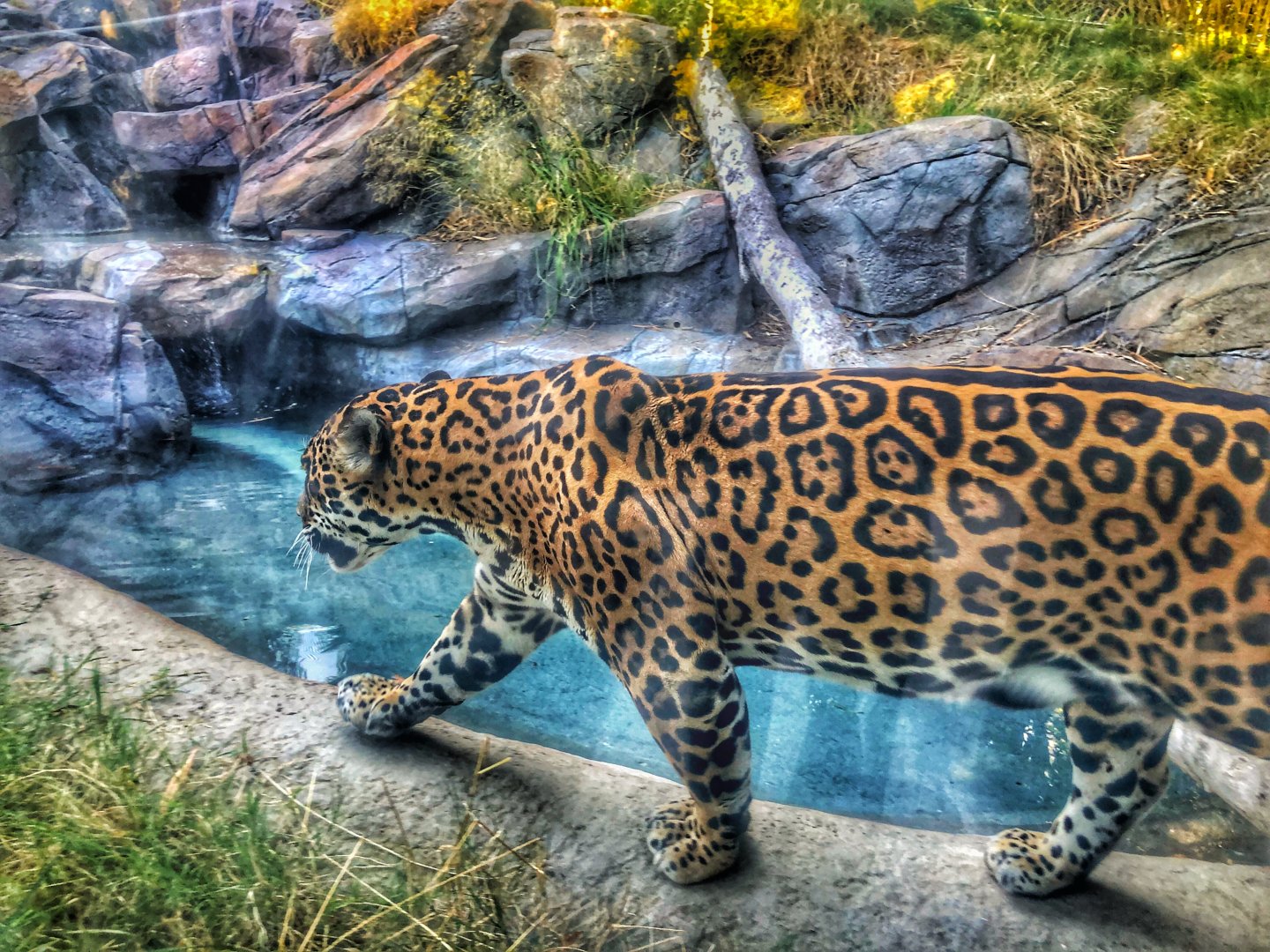 Jaguar