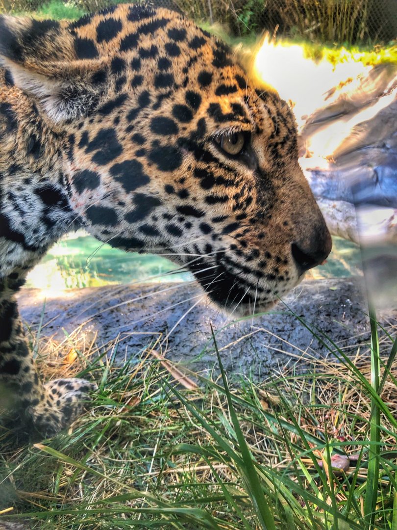 Jaguar
