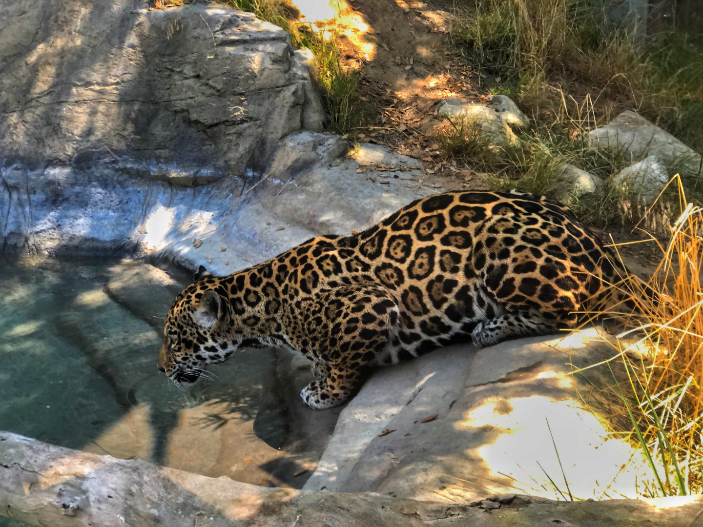Jaguar