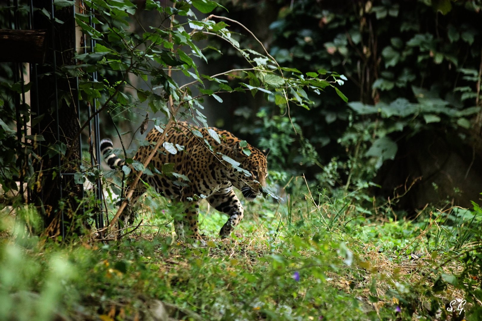 Jaguar