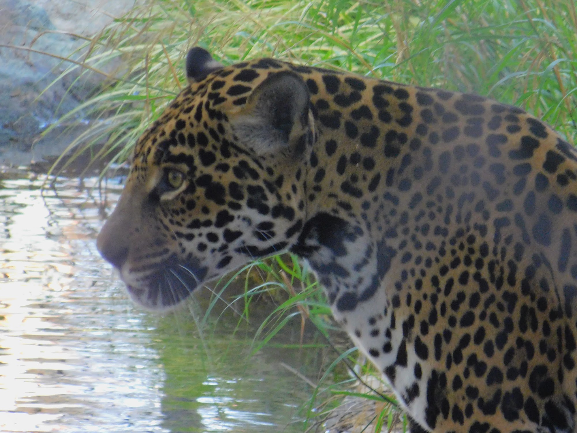 Jaguar