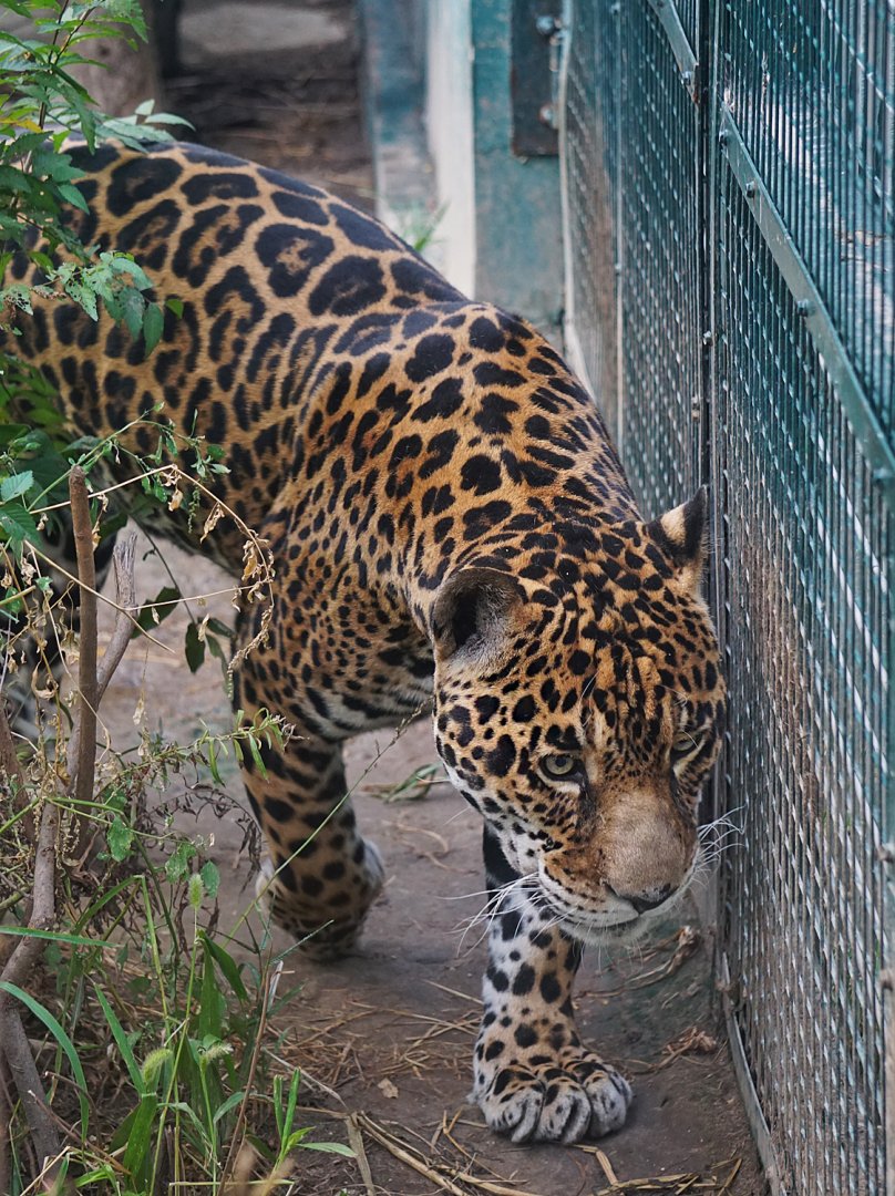 Jaguar