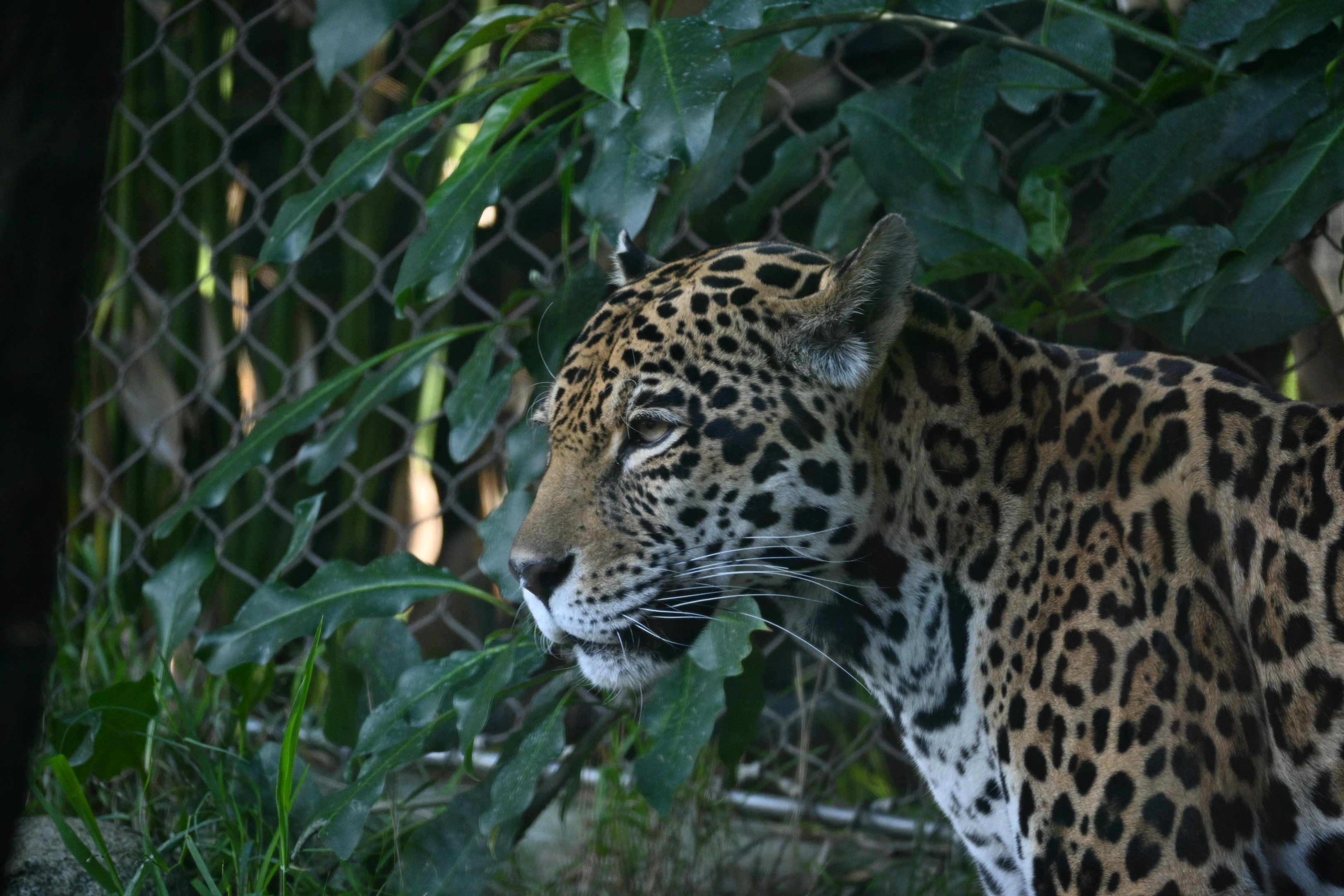 Jaguar