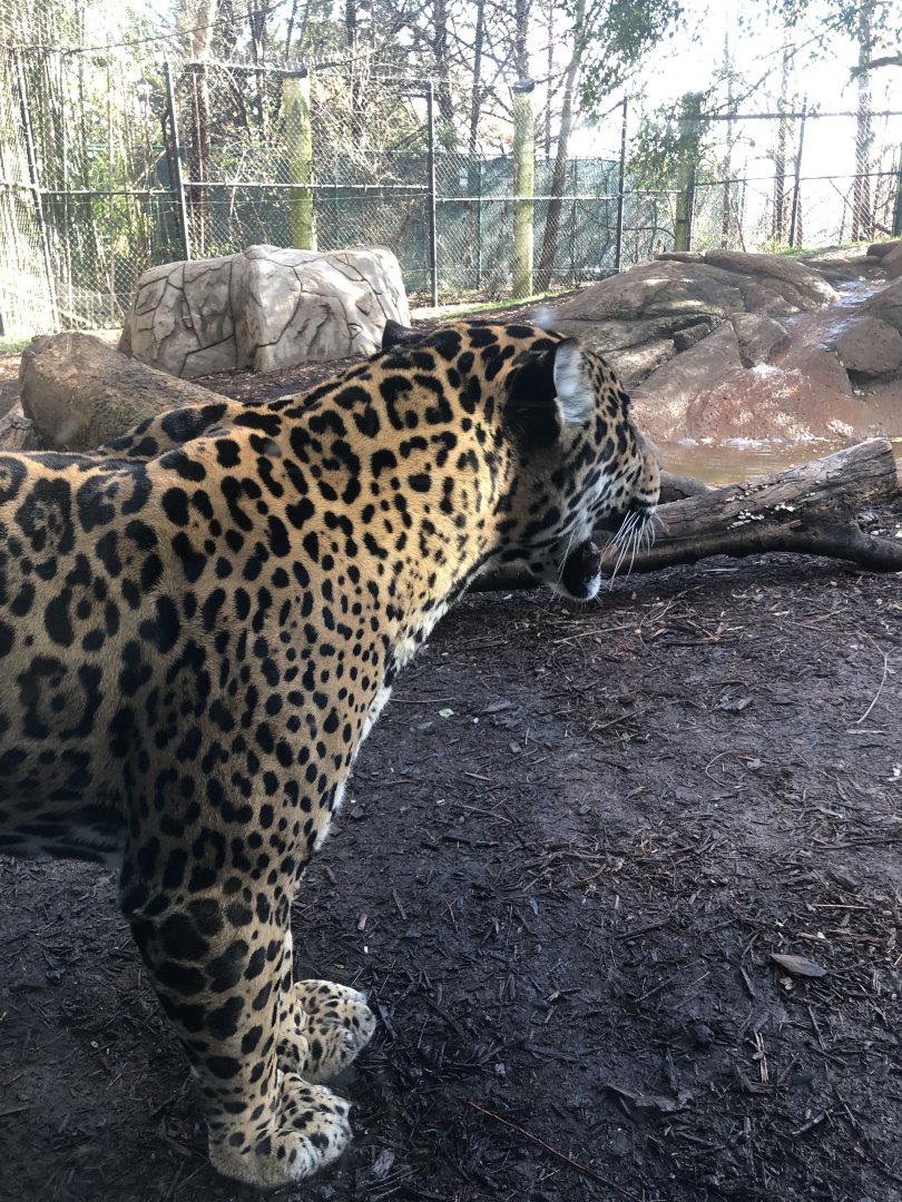 Jaguar