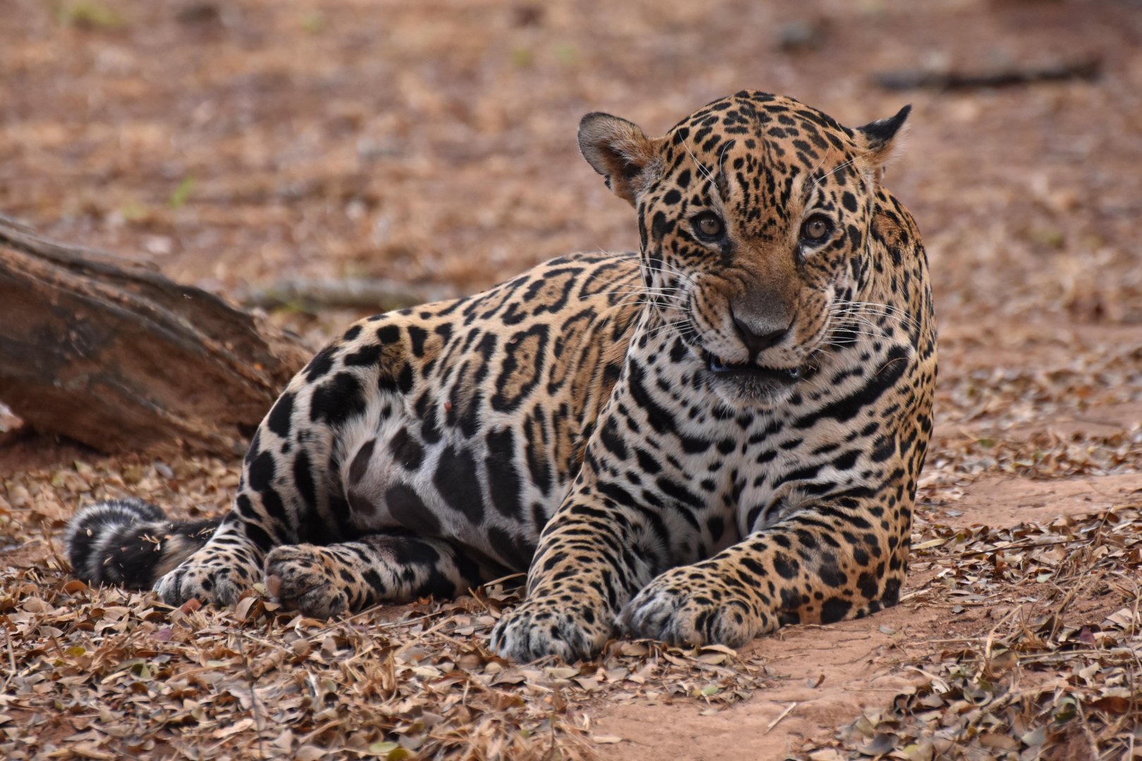 Jaguar
