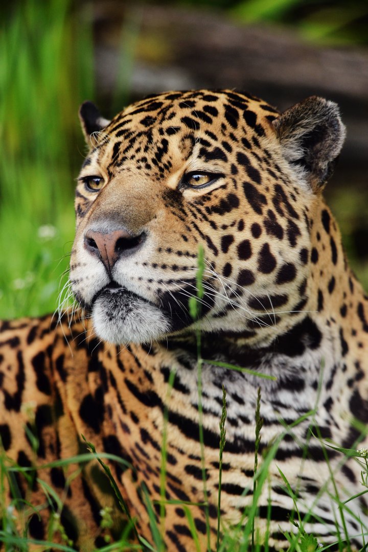 Jaguar