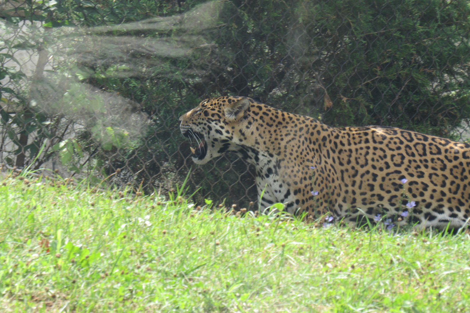 jaguar