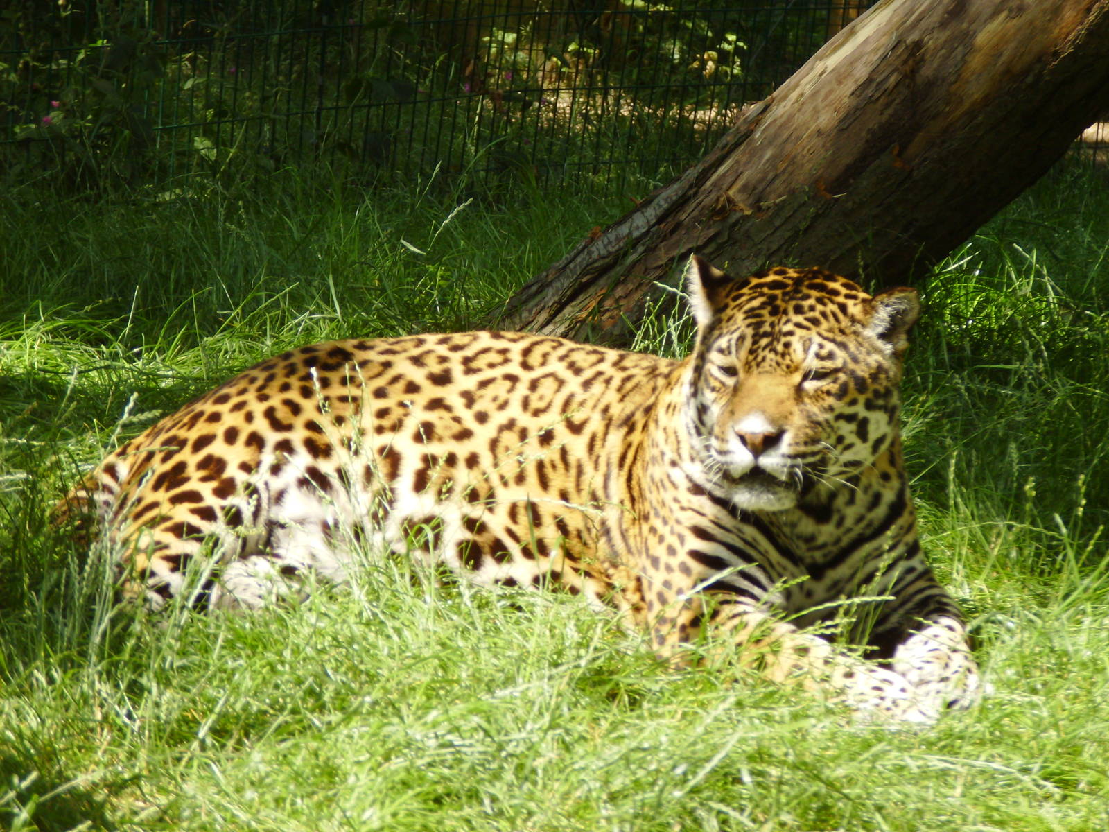 Jaguar