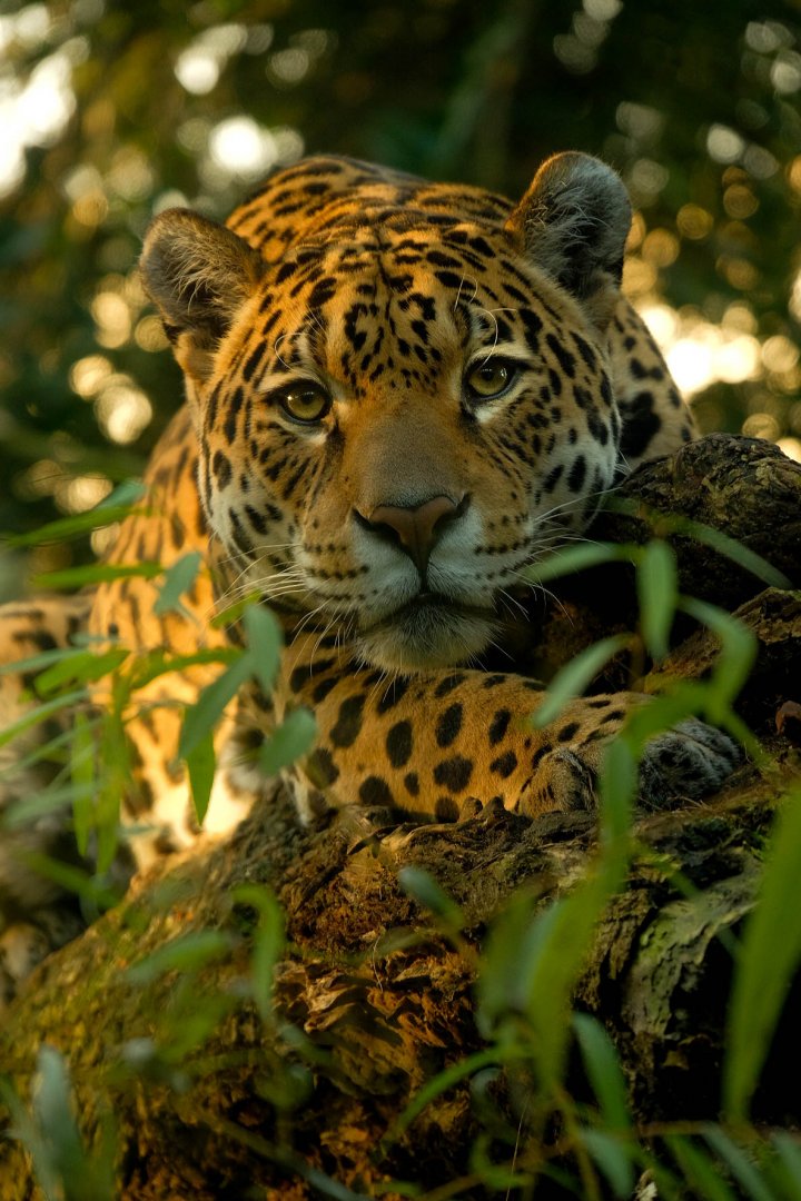 Jaguar