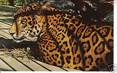 Jaguar