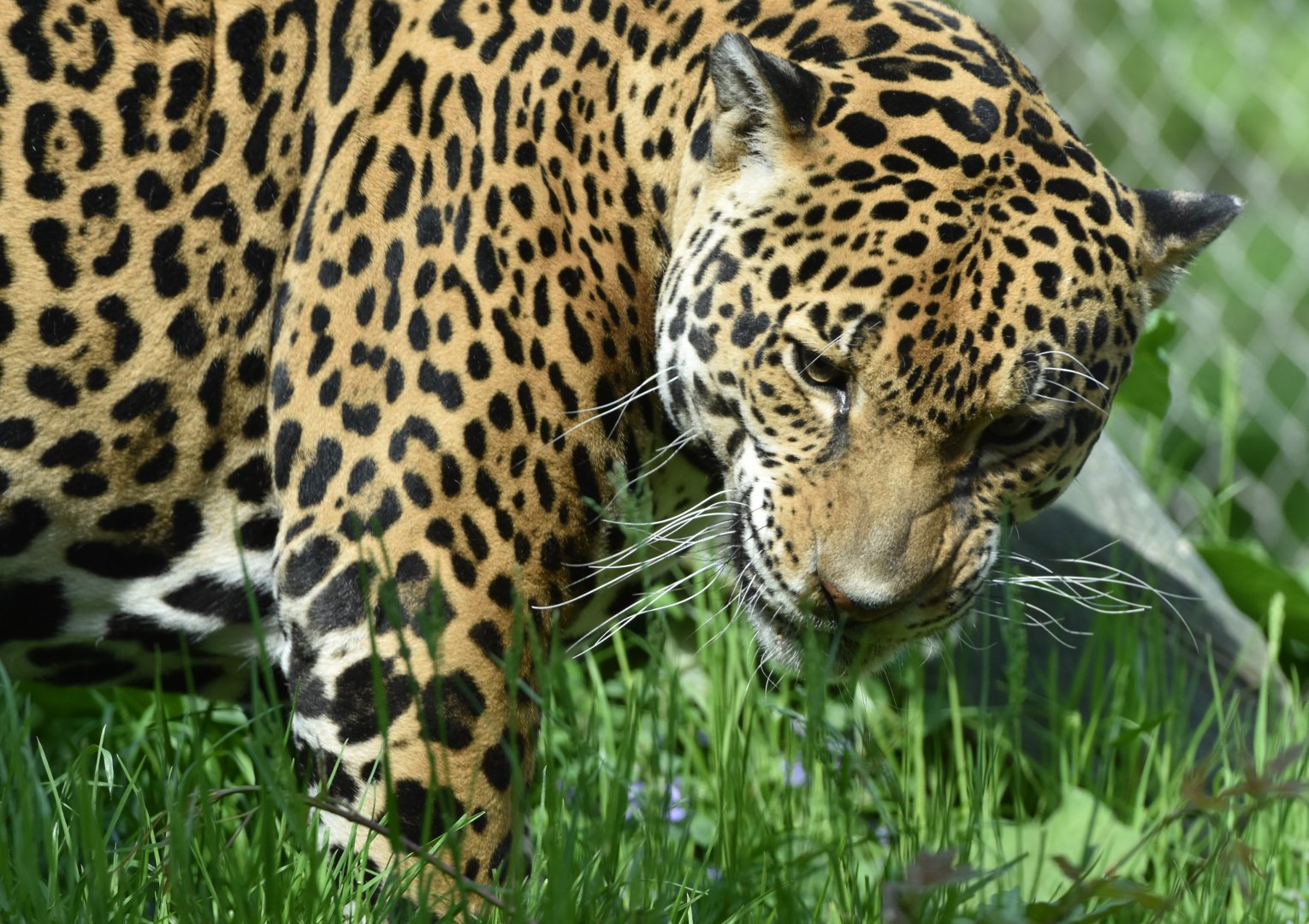 Jaguar