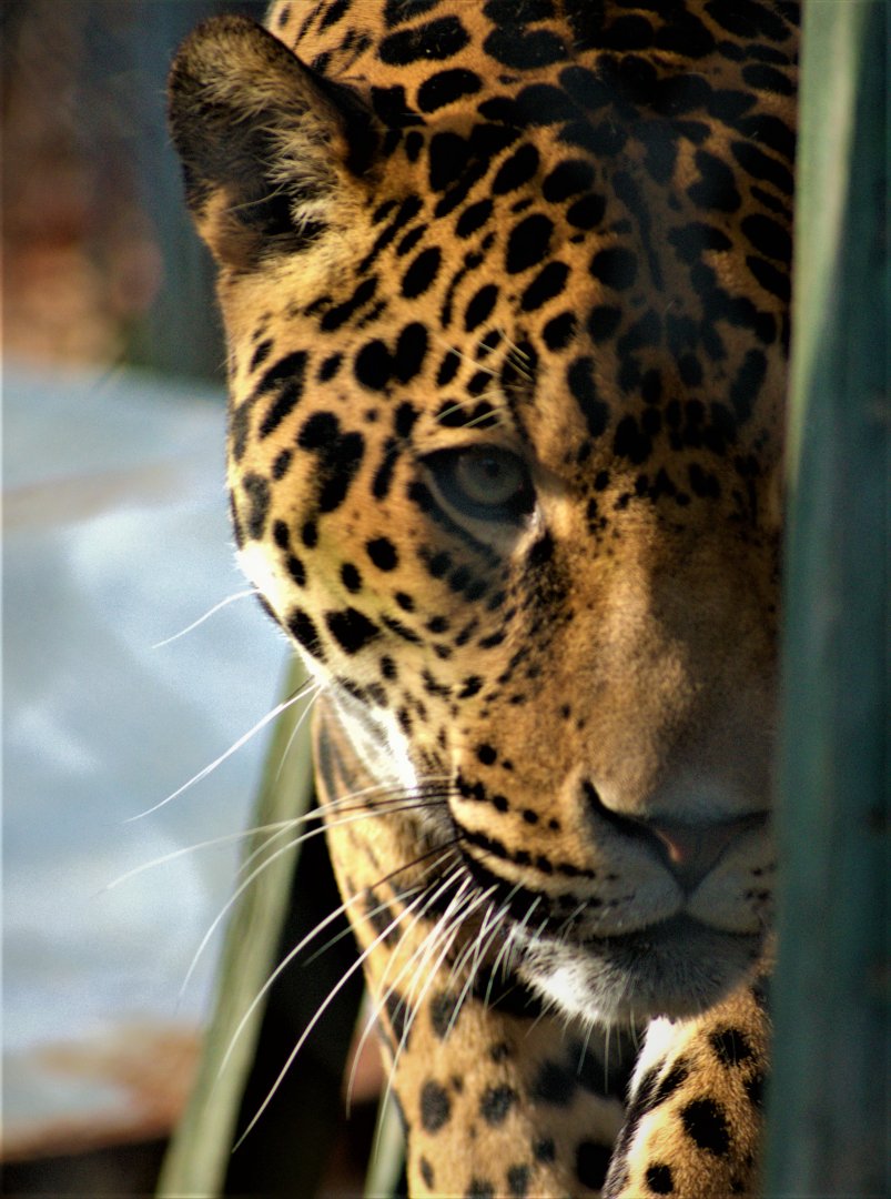 Jaguar