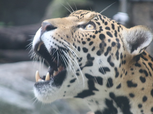 Jaguar