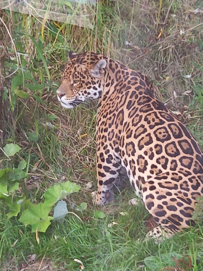 Jaguar