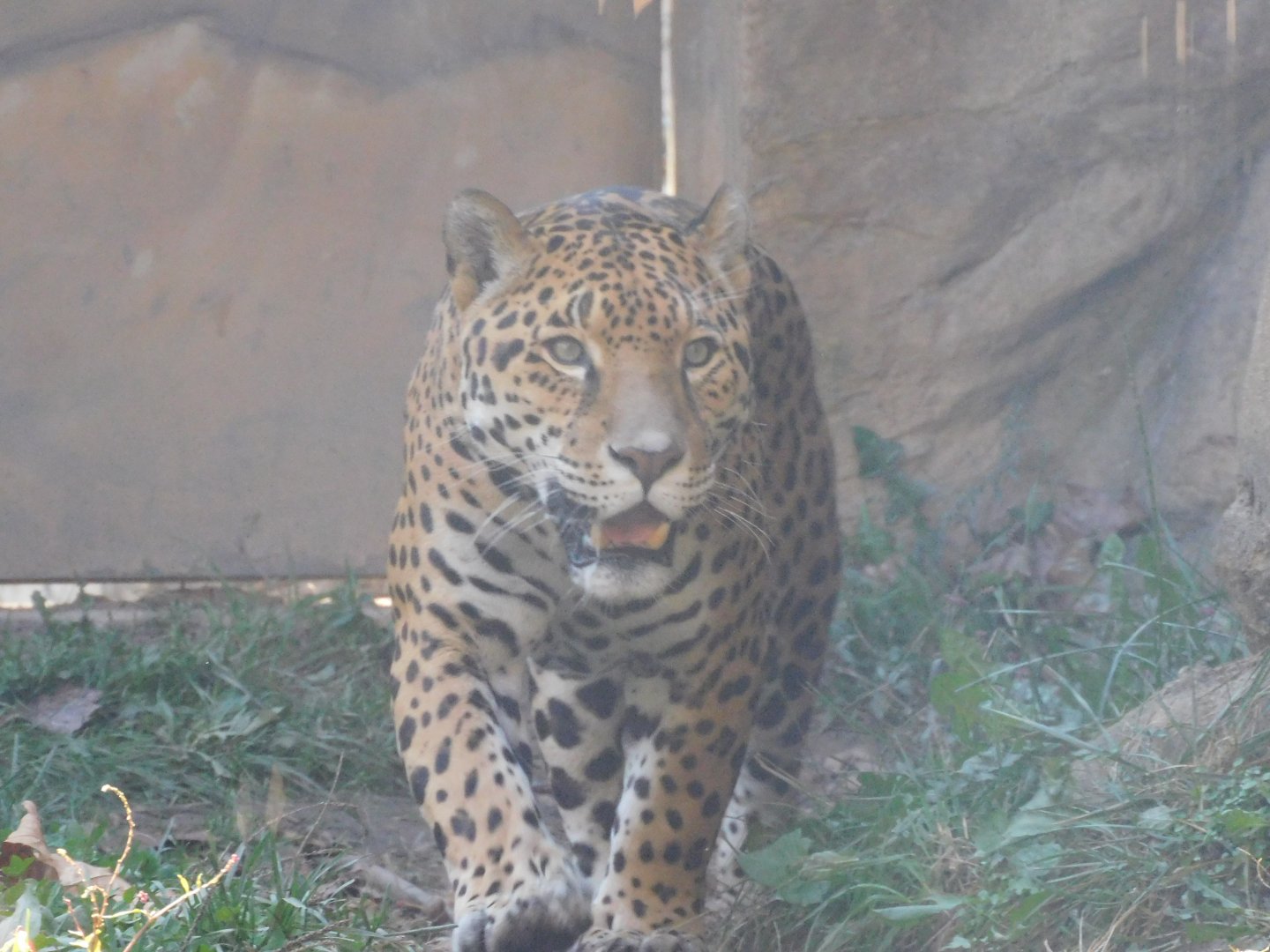 Jaguar