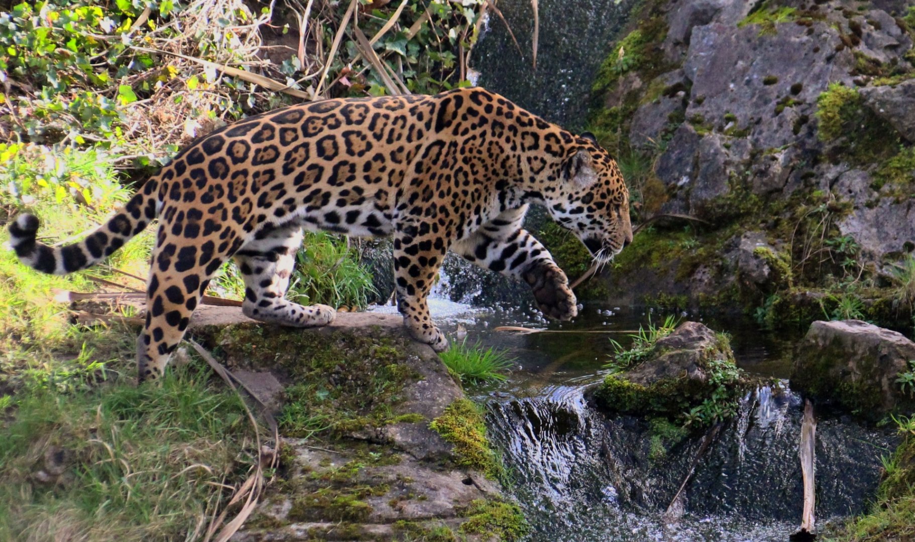 Jaguar