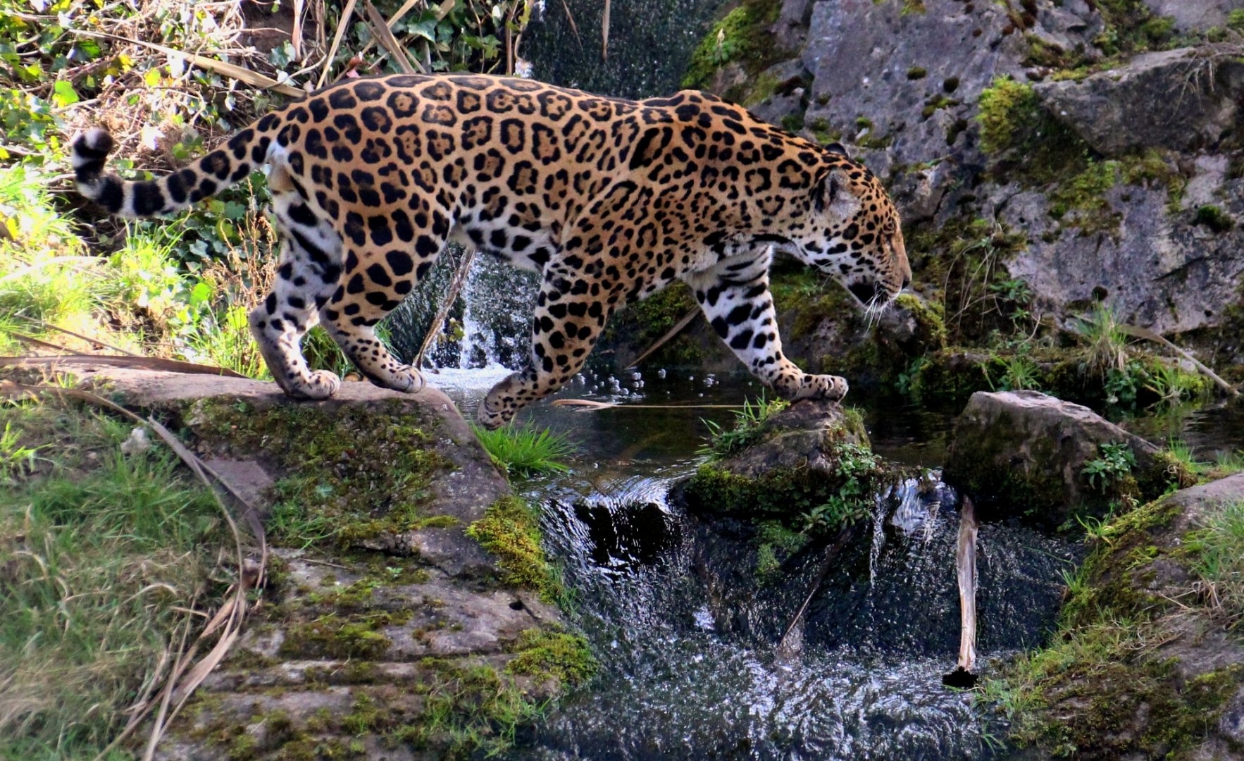 Jaguar