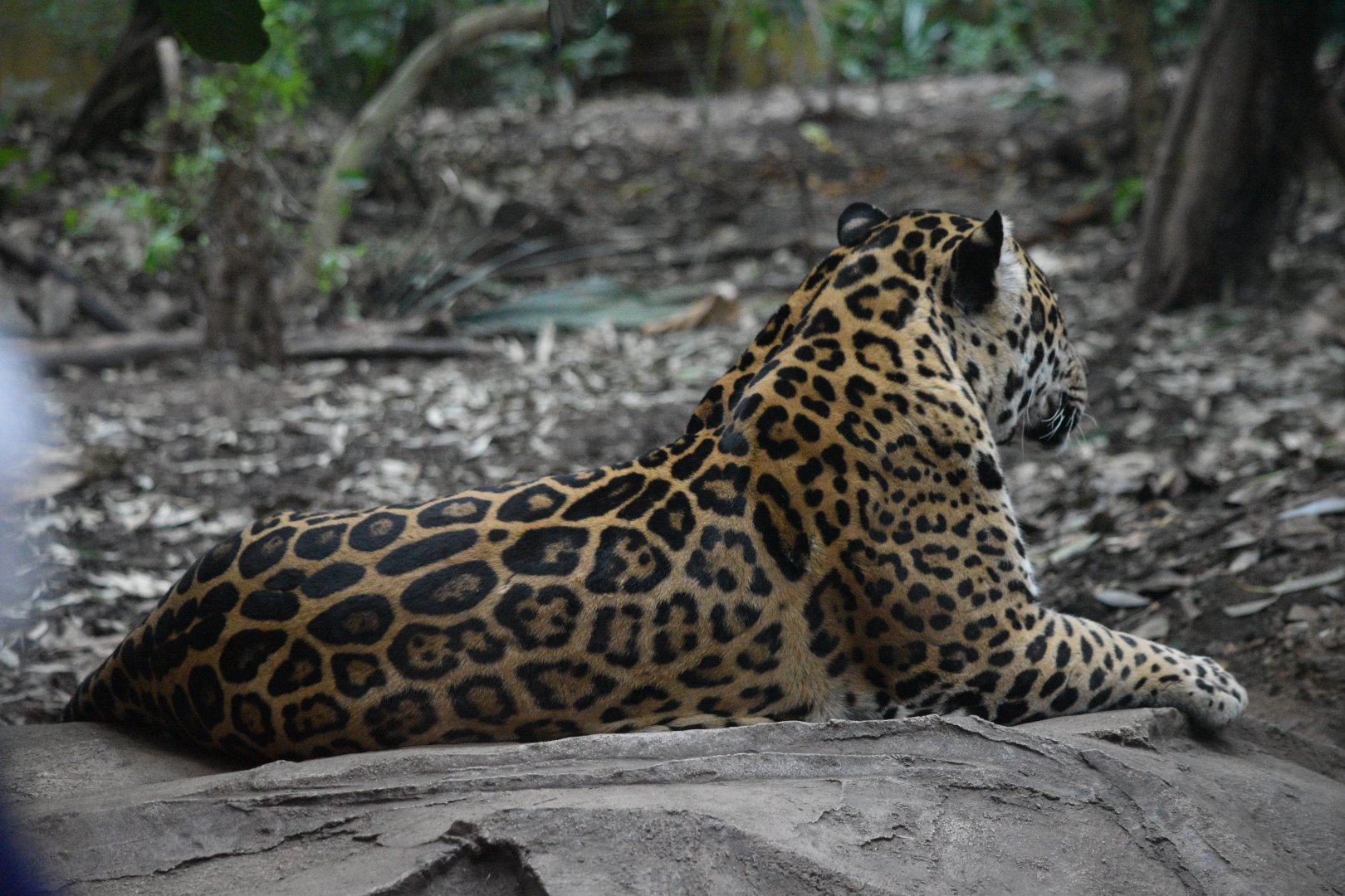 Jaguar