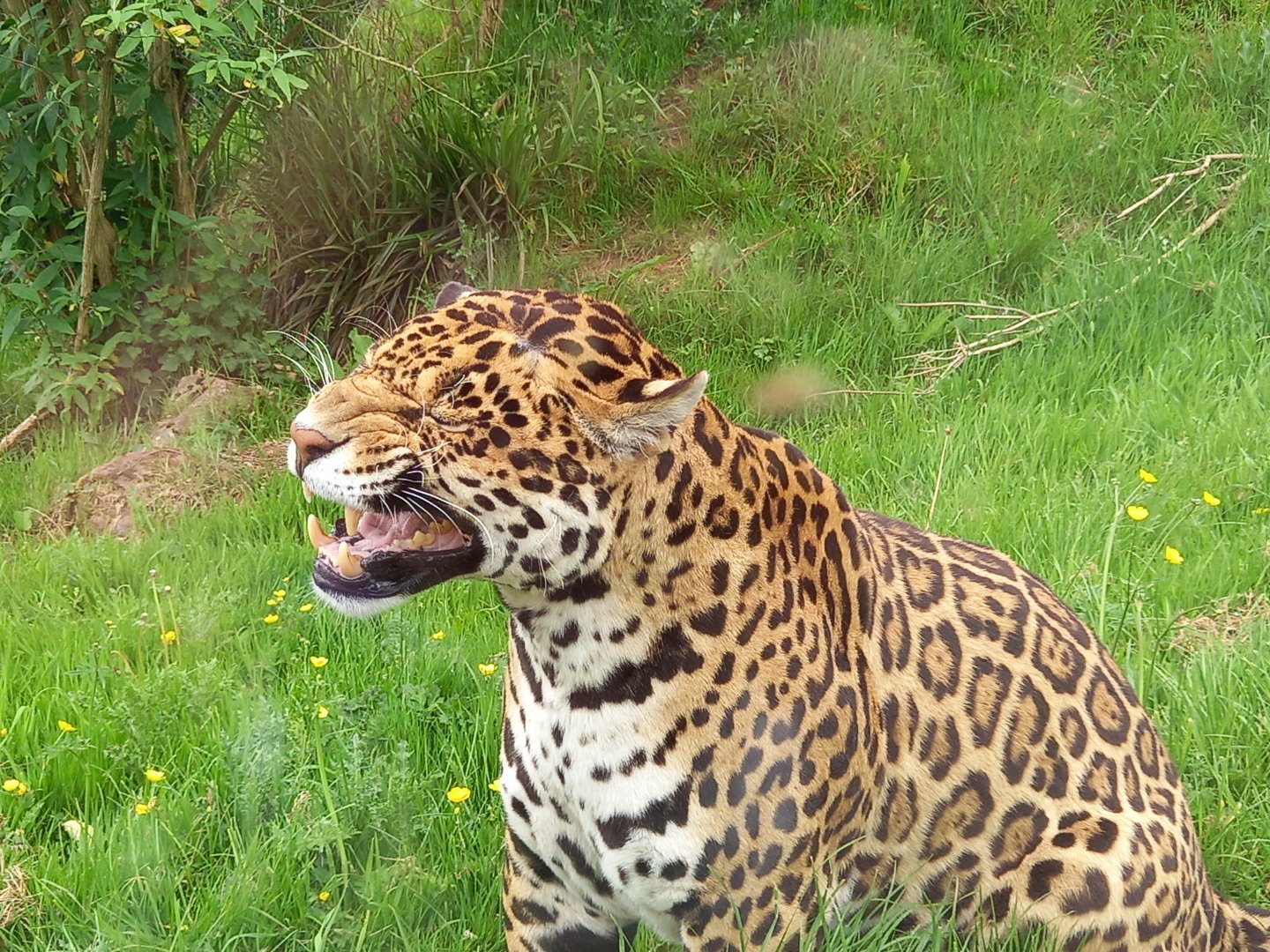 Jaguar