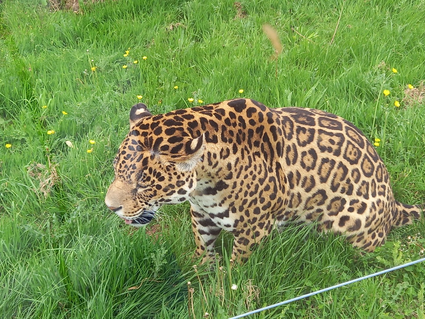 Jaguar