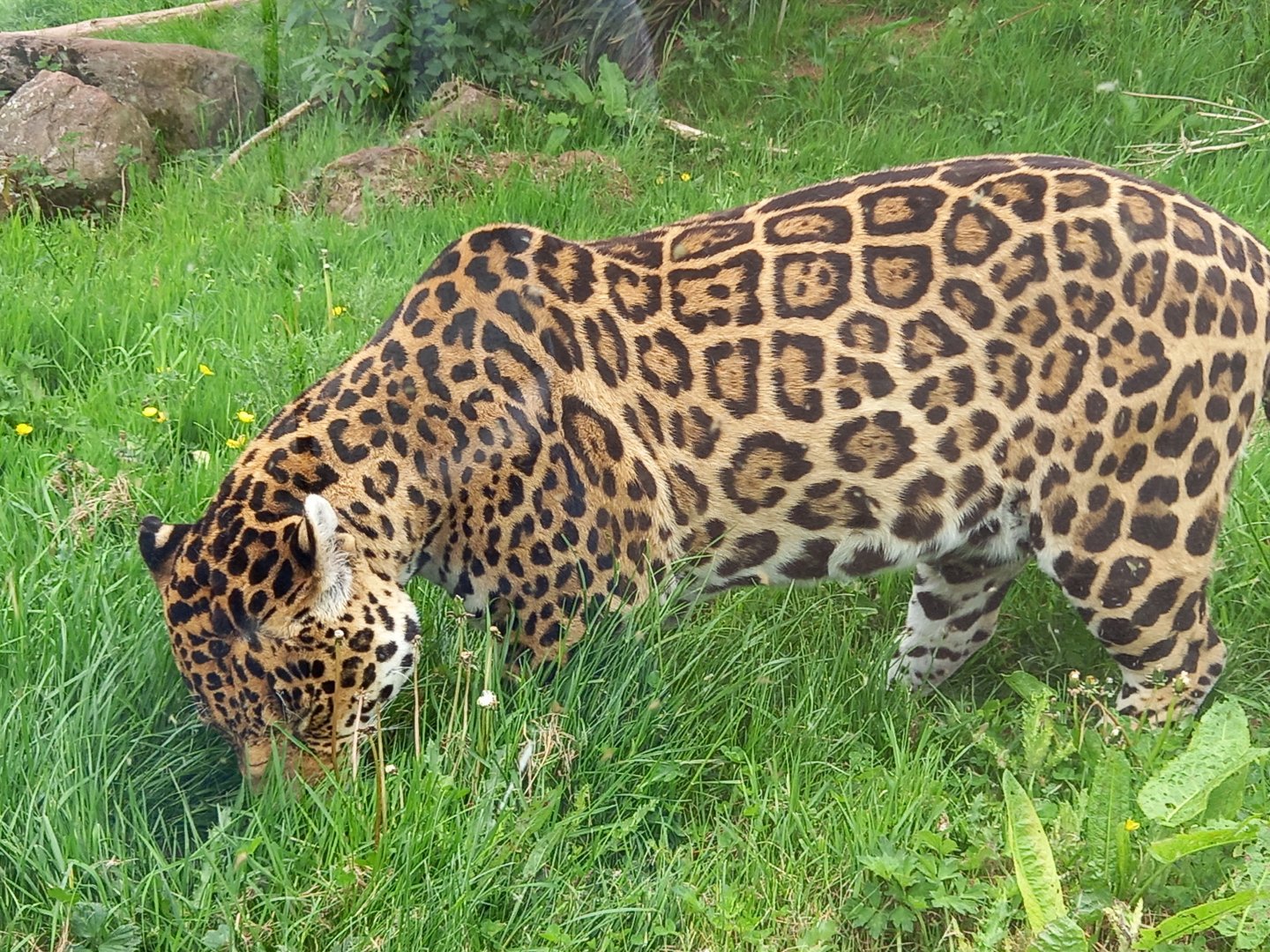 Jaguar