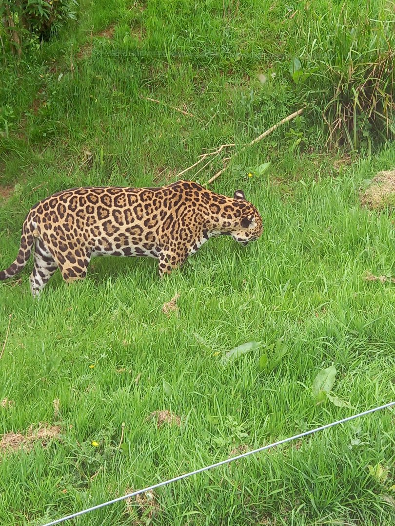 Jaguar