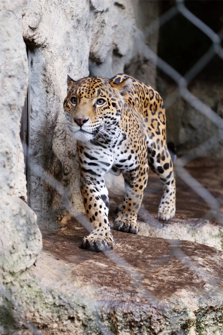 Jaguar
