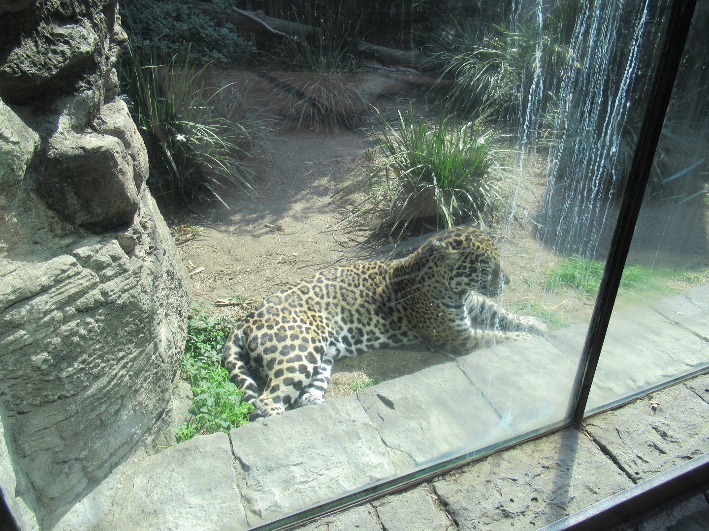 Jaguar