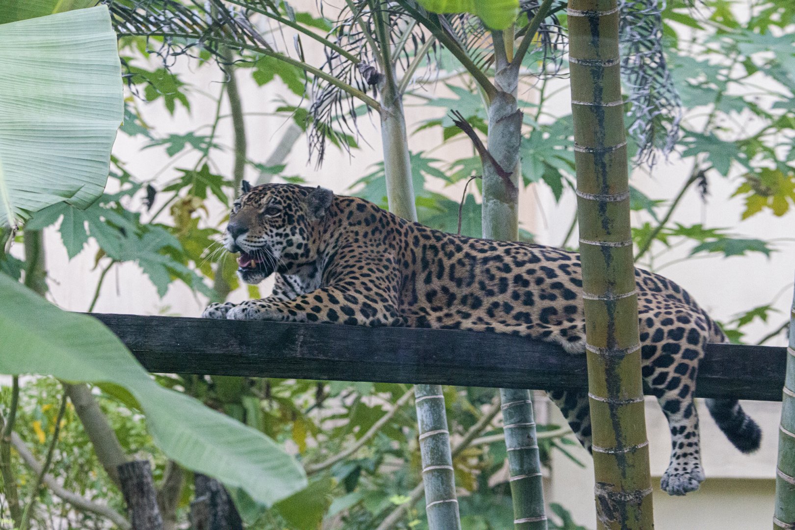 Jaguar