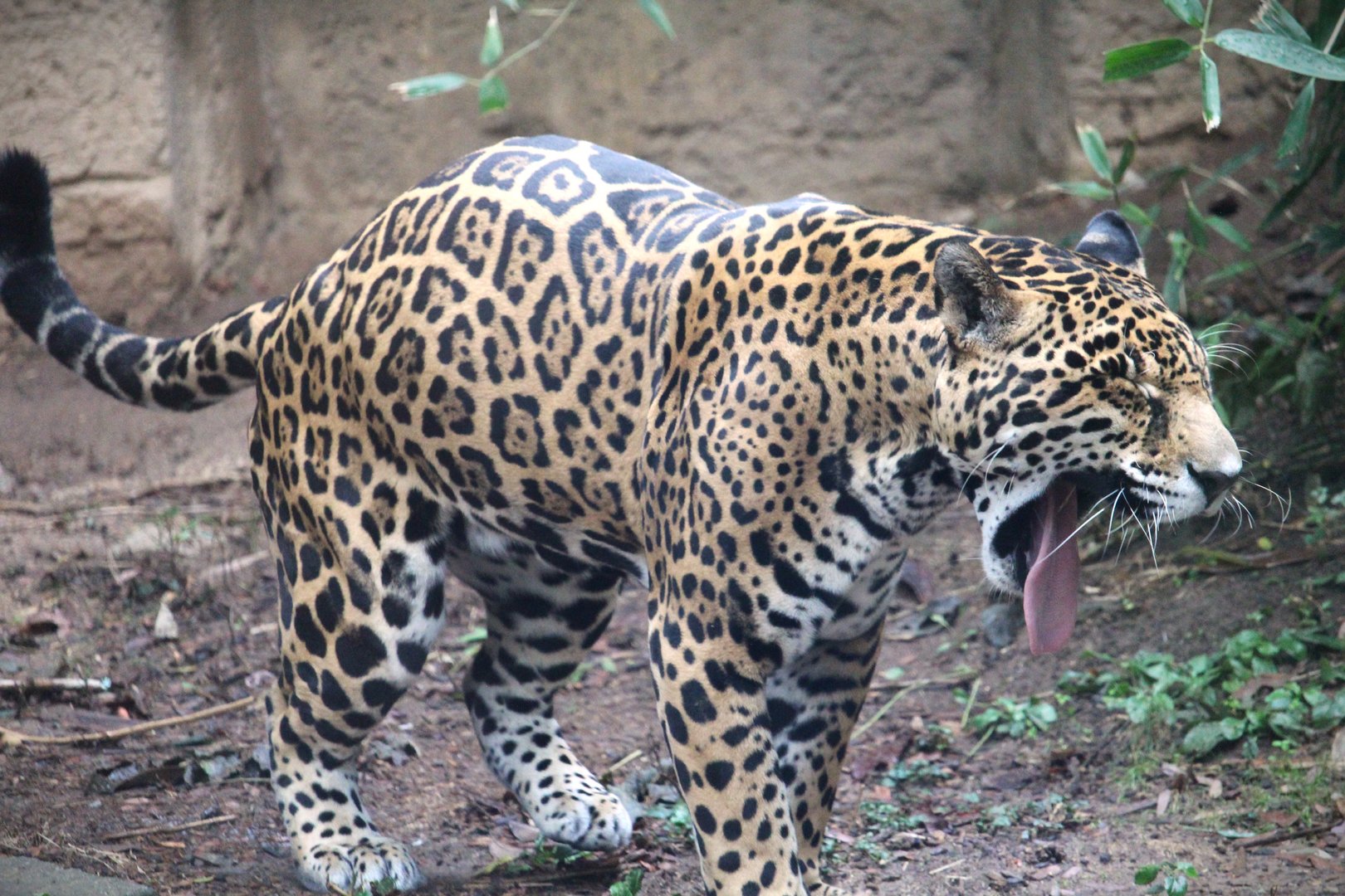 Jaguar