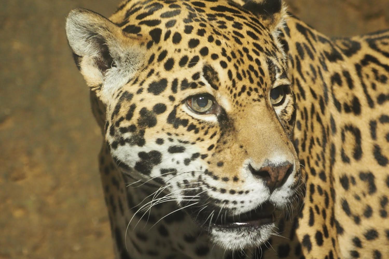 Jaguar