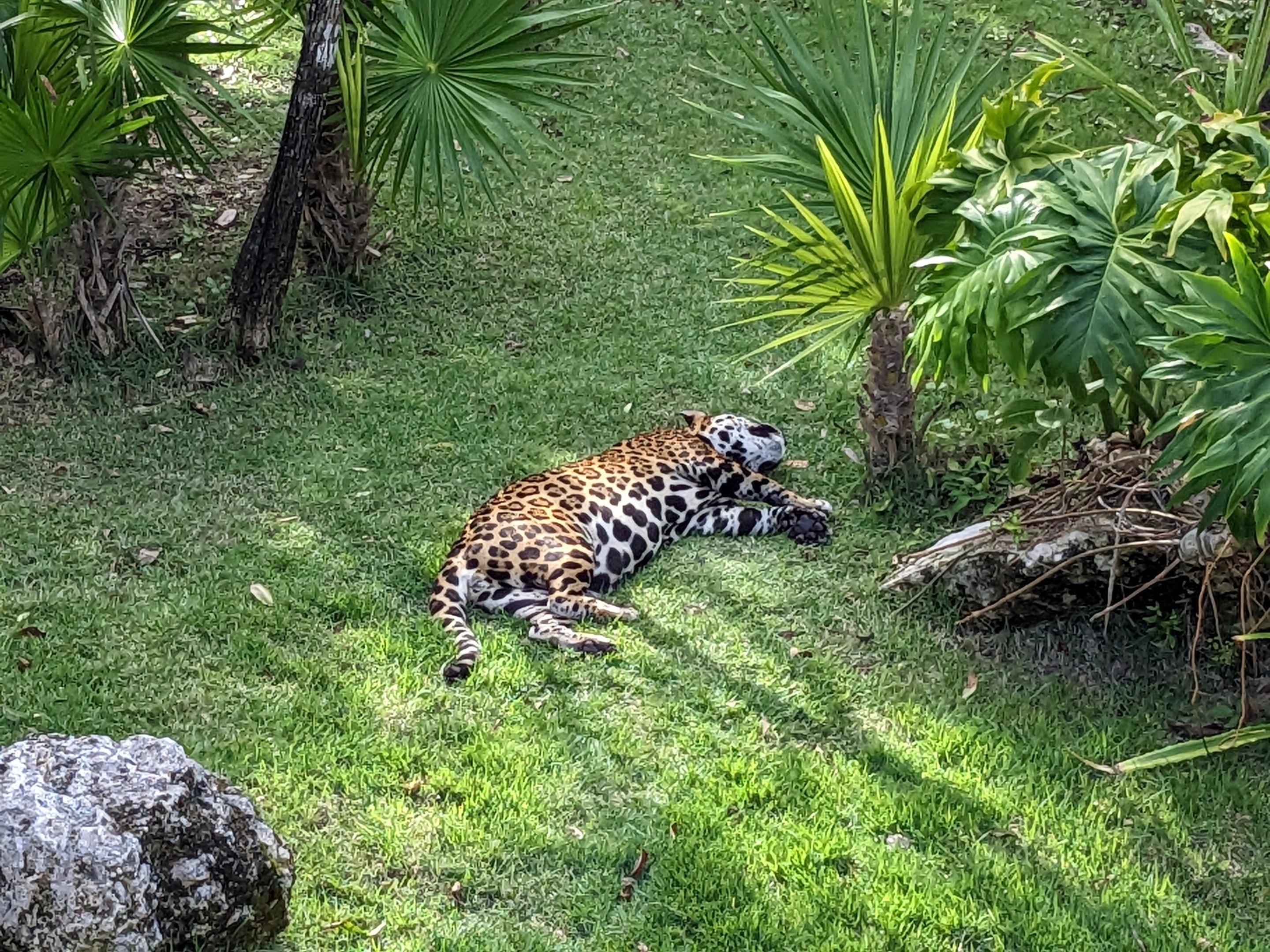 Jaguar