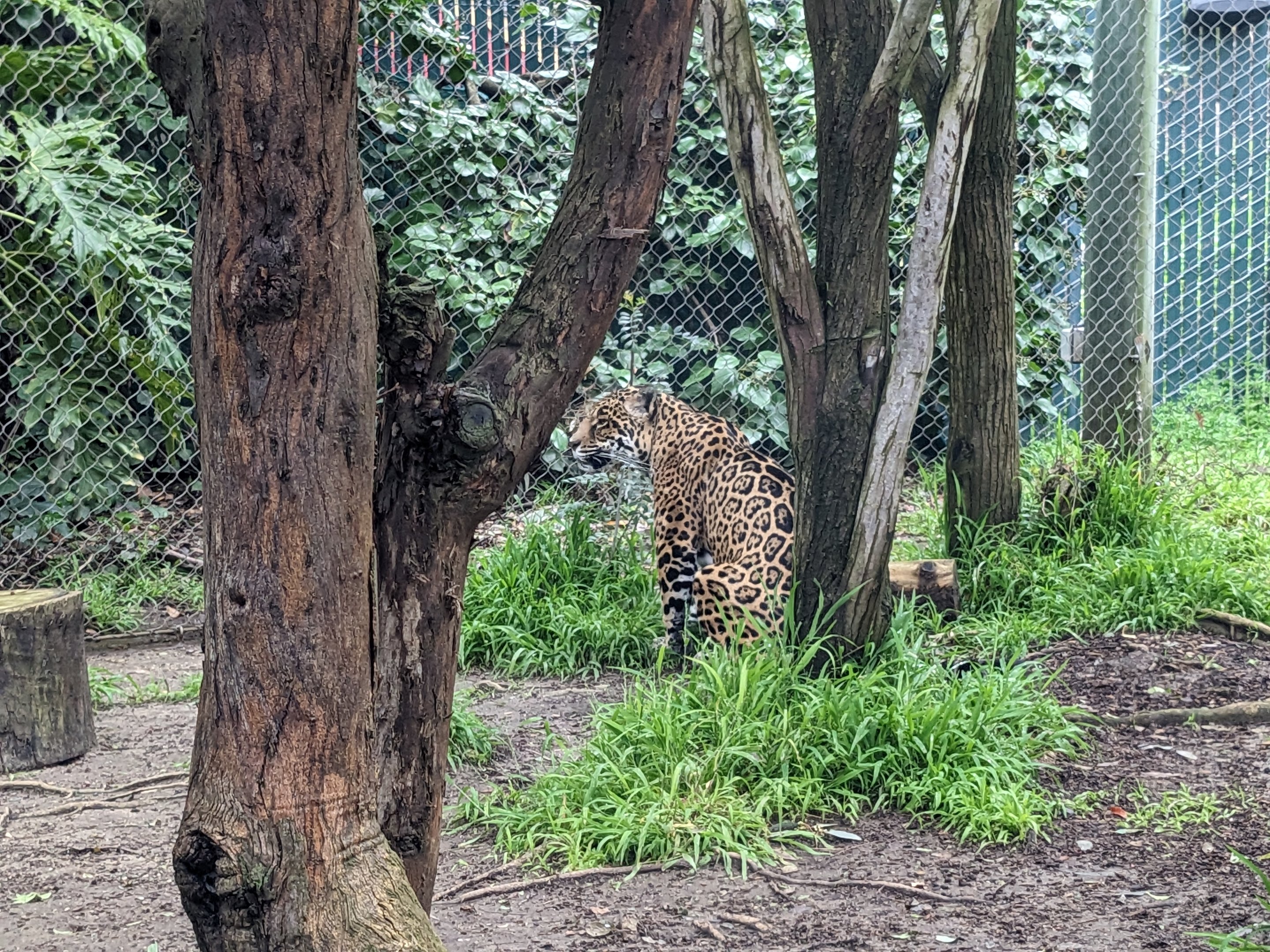 Jaguar