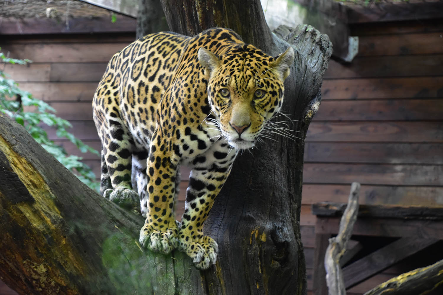 Jaguar
