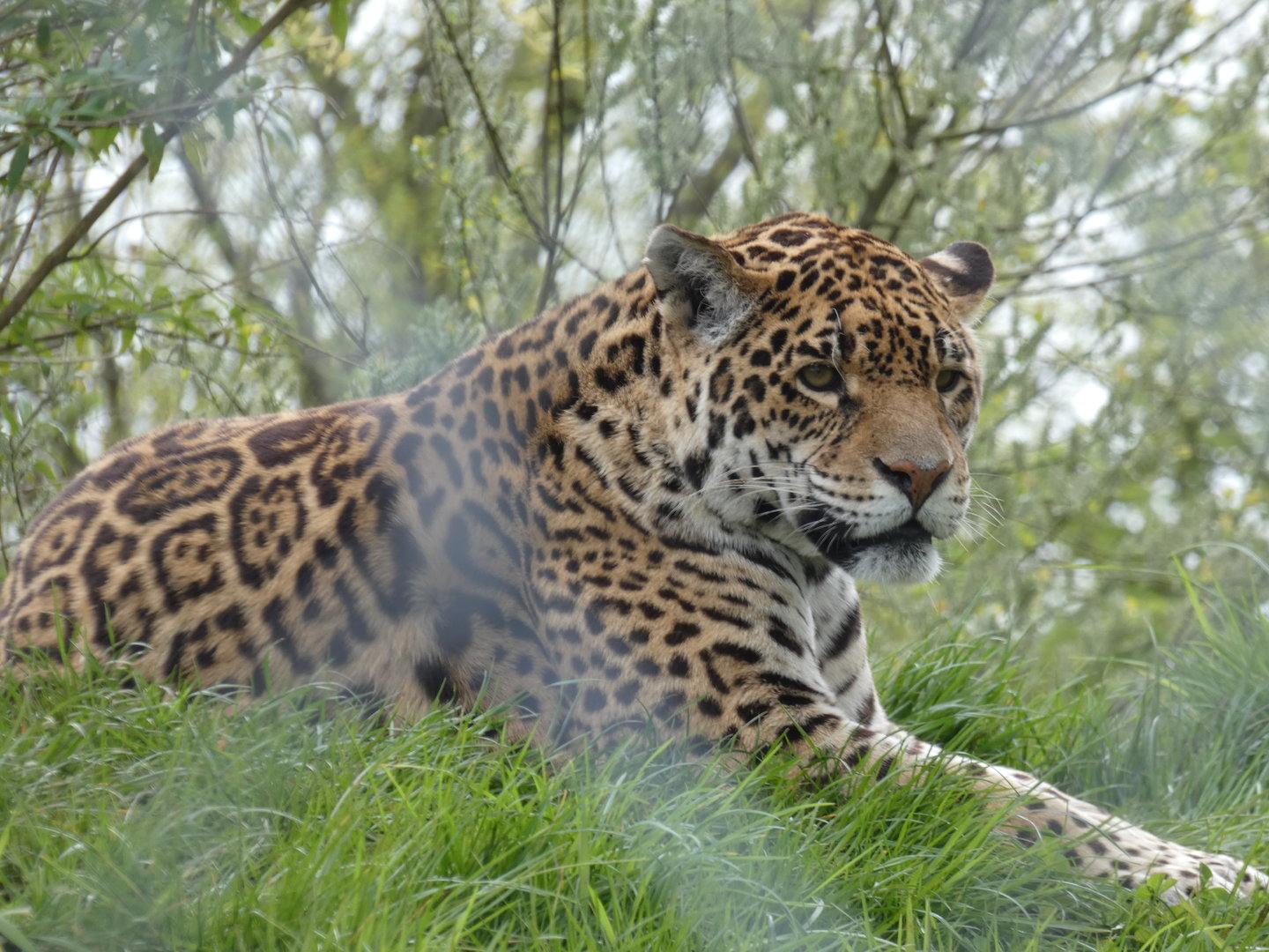 Jaguar
