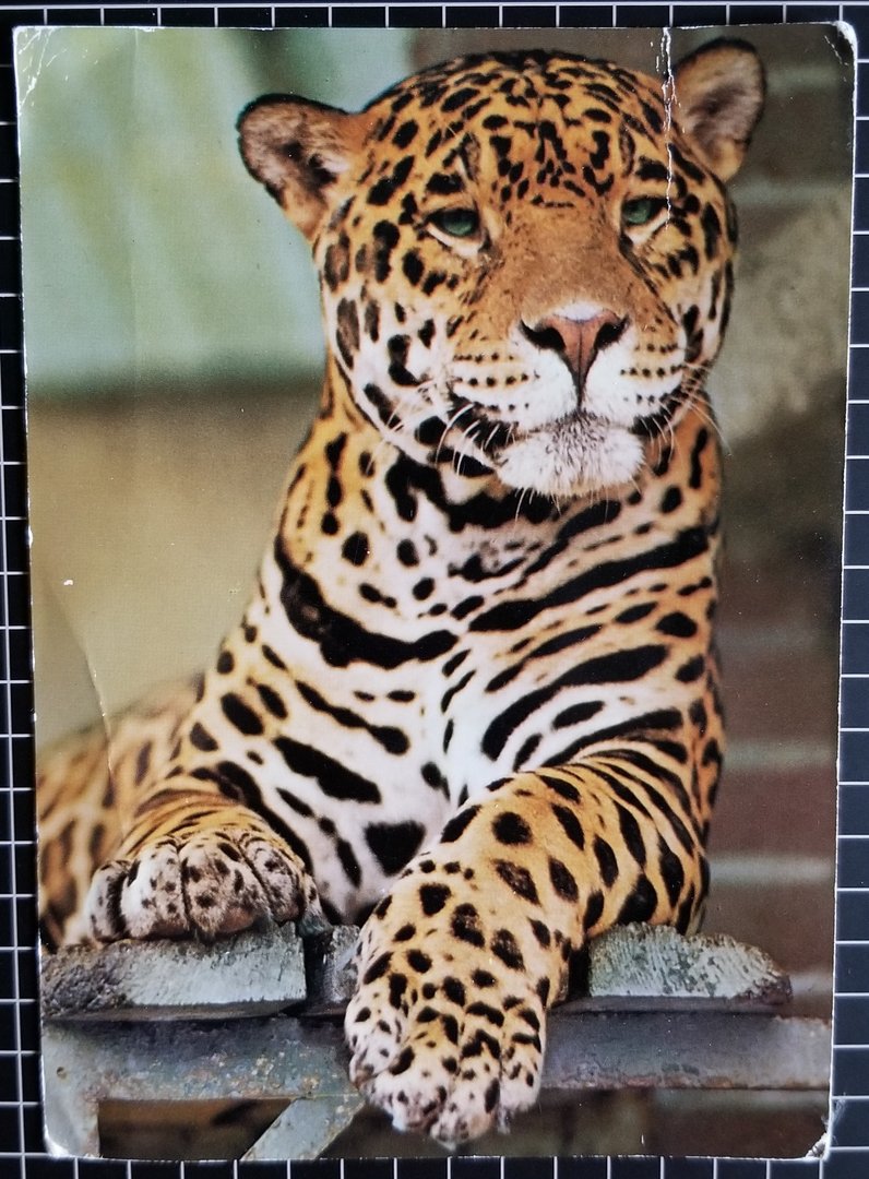 Jaguar