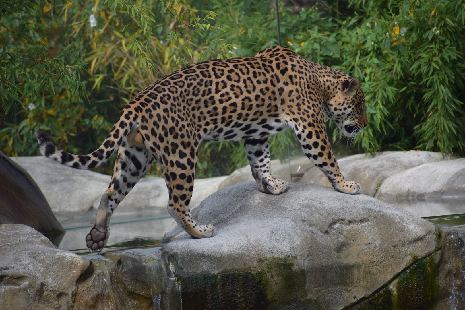 Jaguar
