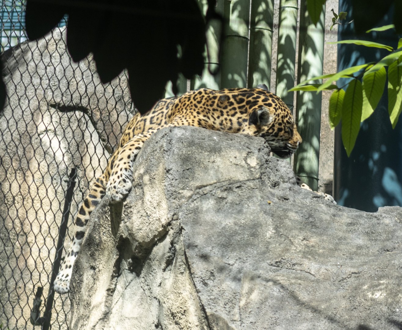 Jaguar