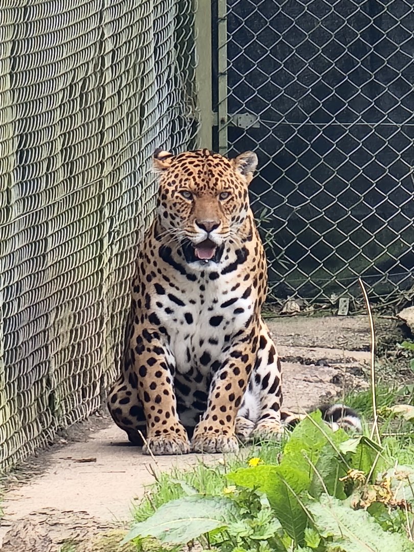 Jaguar