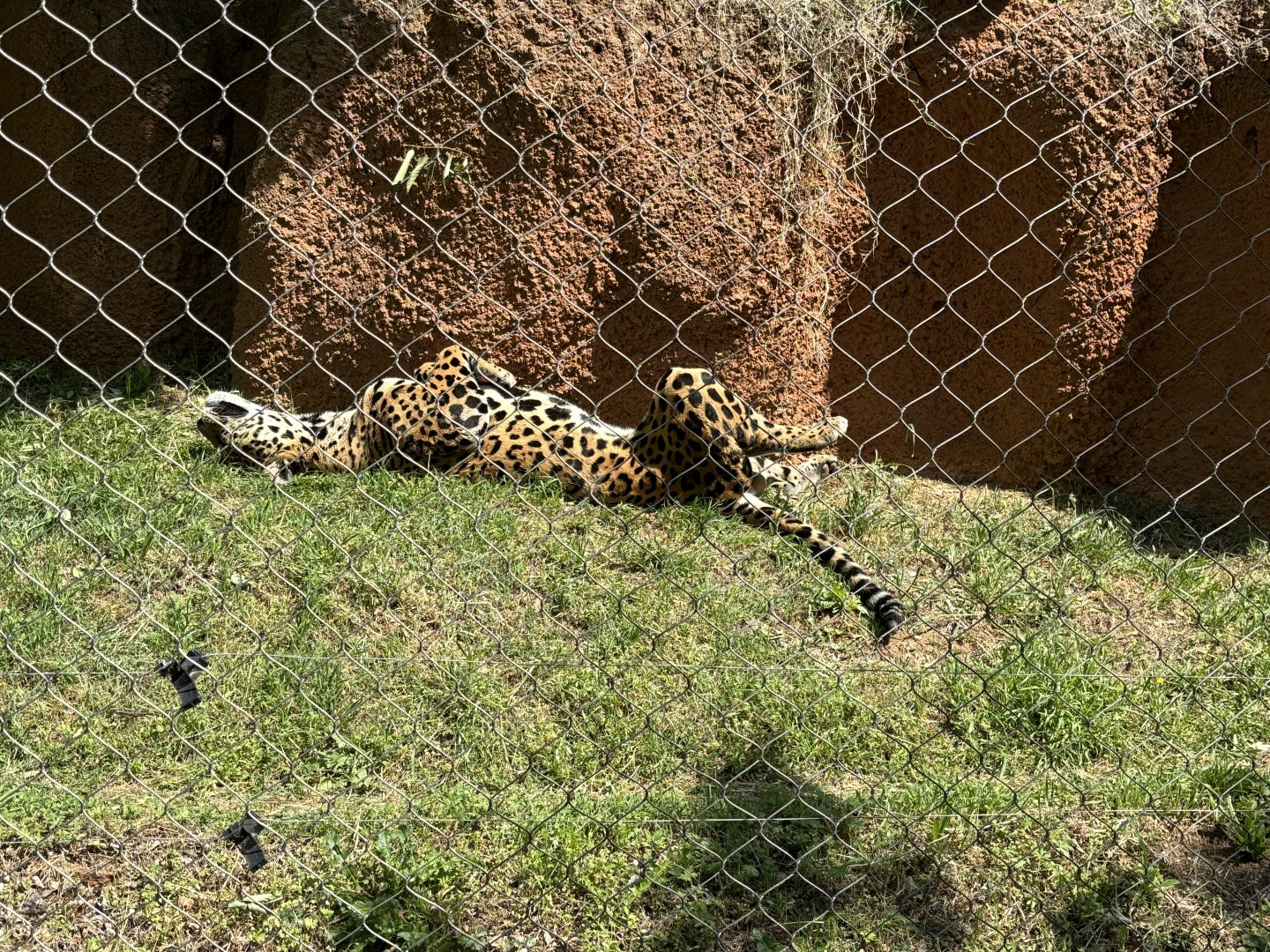 Jaguar