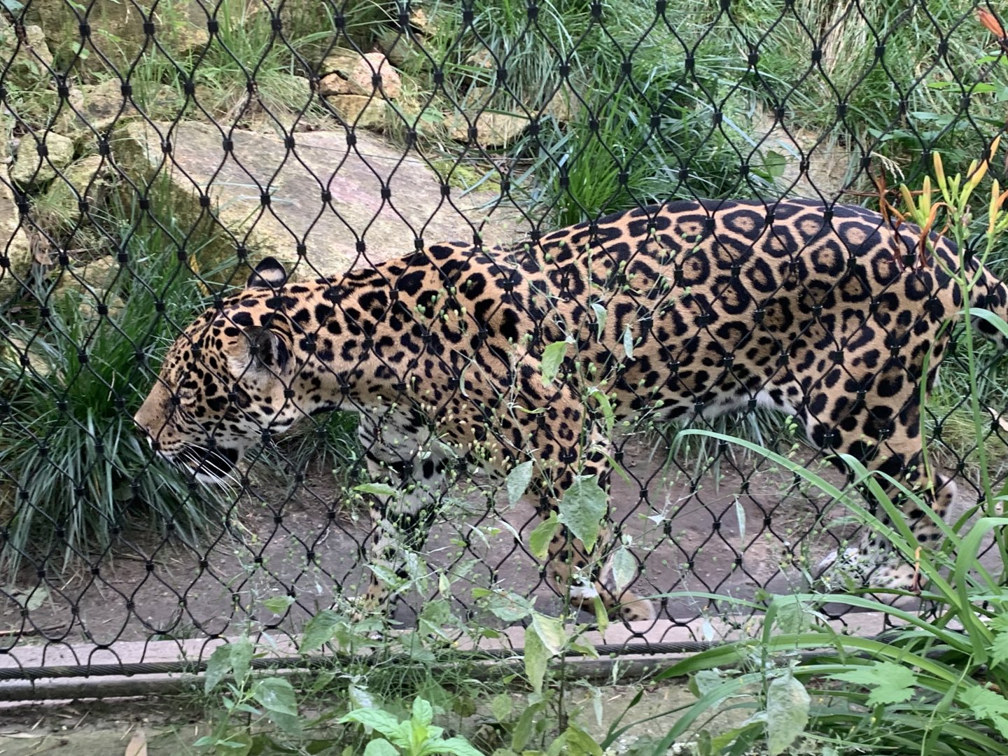 Jaguar