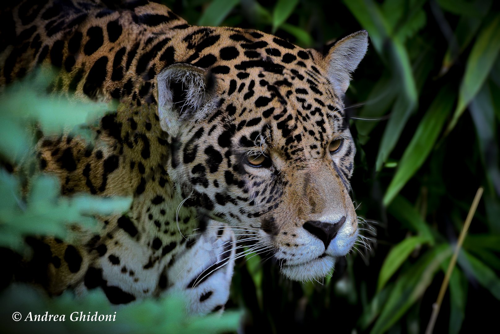 Jaguar