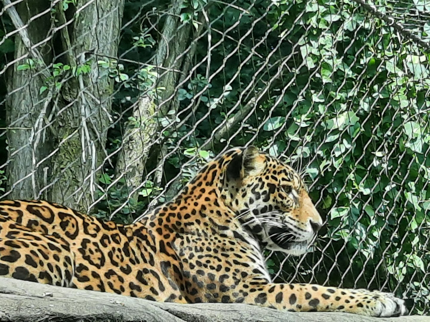 Jaguar