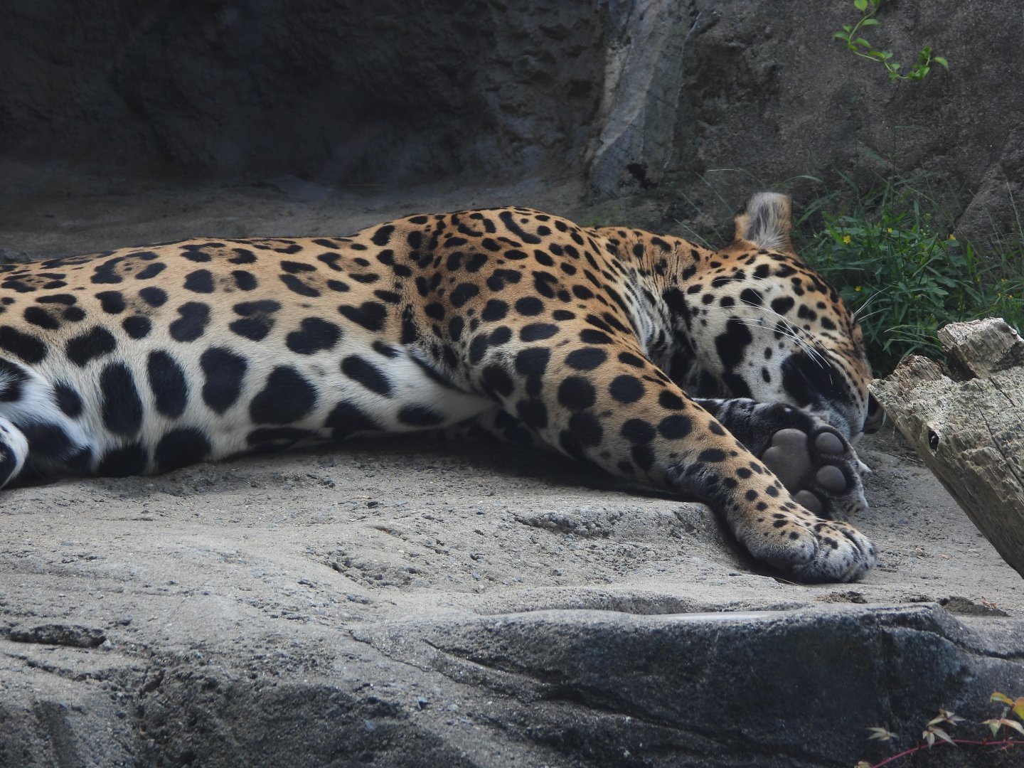 Jaguar