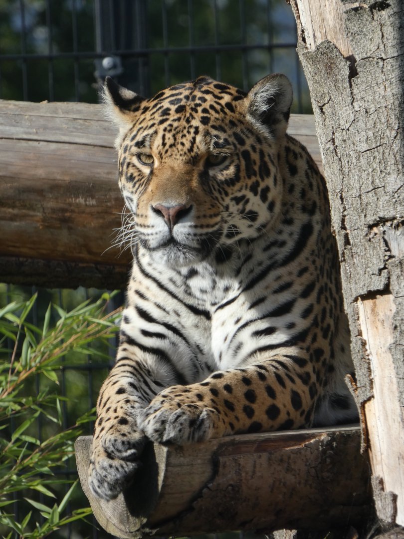 Jaguar