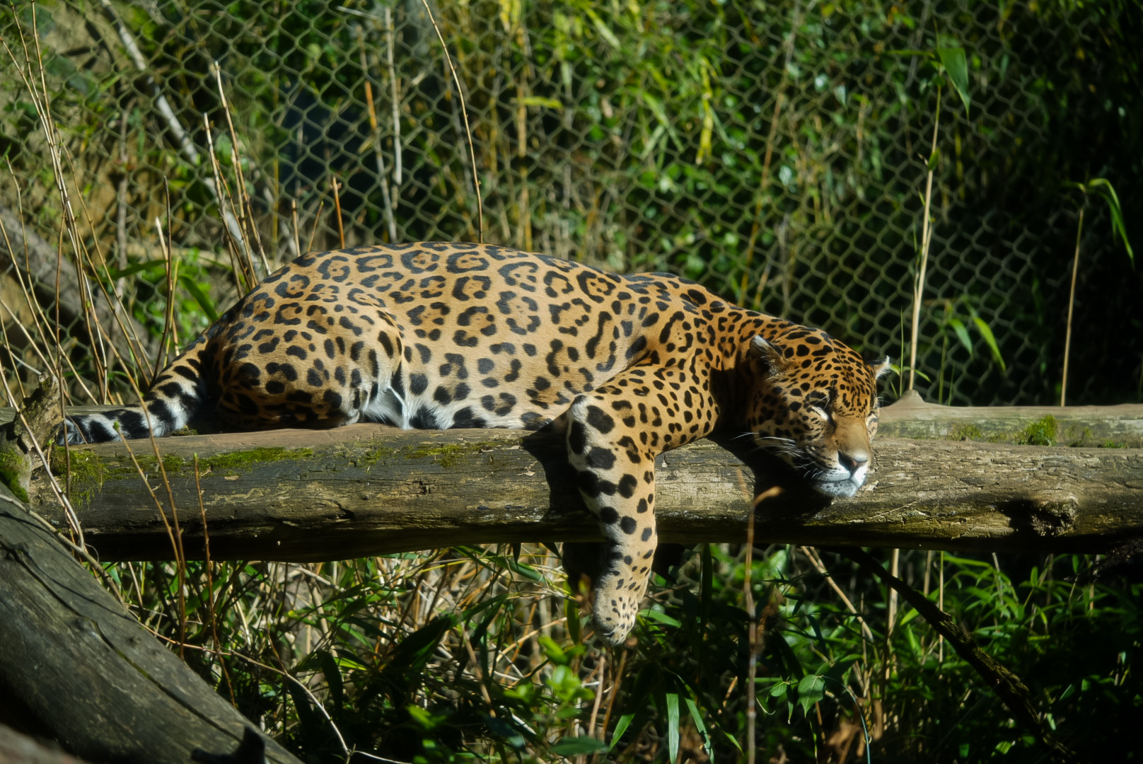 Jaguar