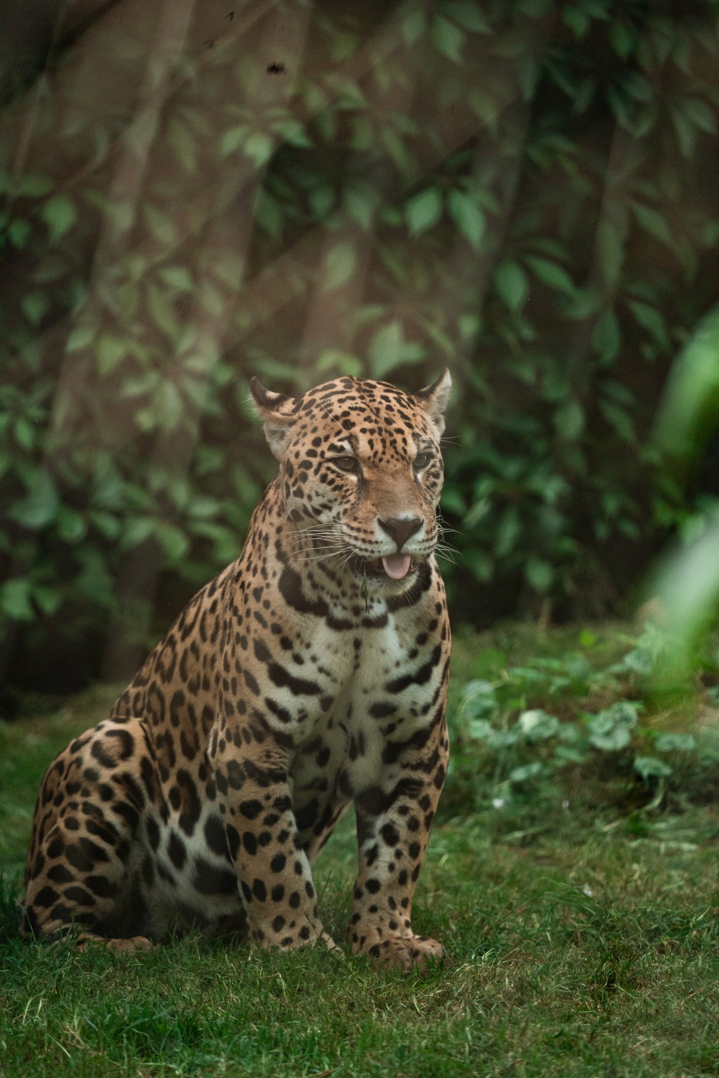 Jaguar