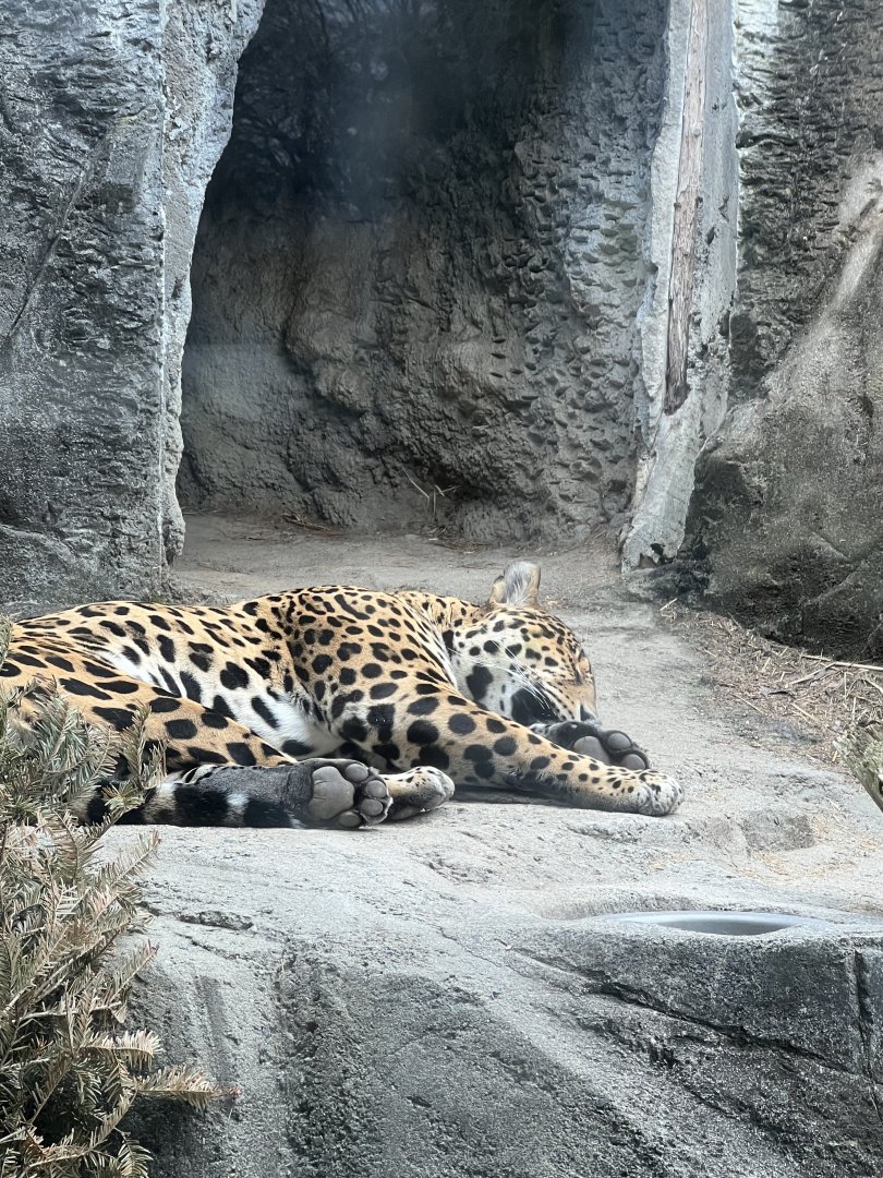Jaguar